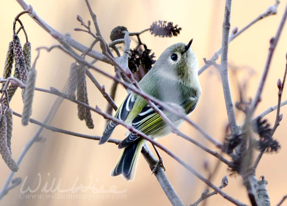 Ruby Crowned Kinglet perched sining in sunset Picture
