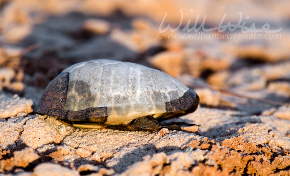 Musk Turtle Shell Picture