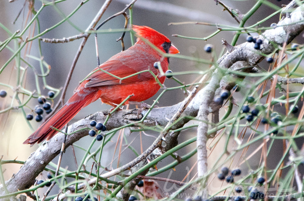 Northern Cardinal bird eating Greenbriar berries in winter, Georgia, USA Picture