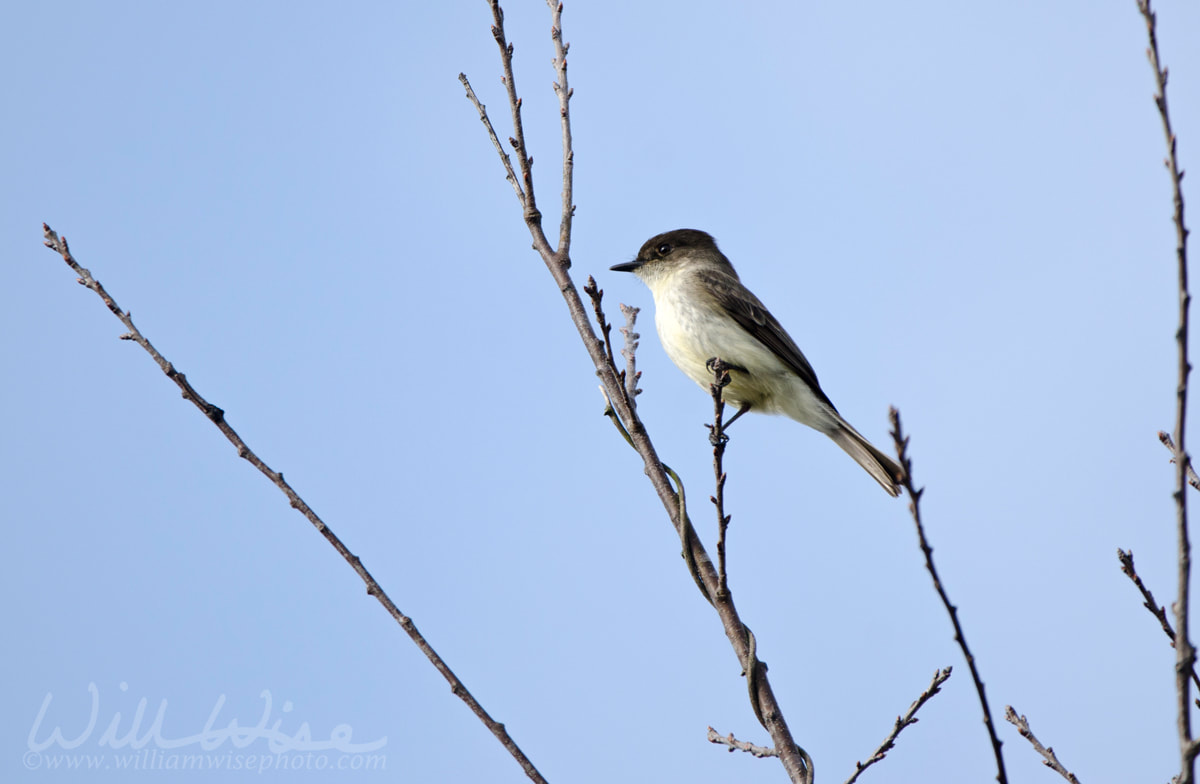 Eastern Phoebe Picture