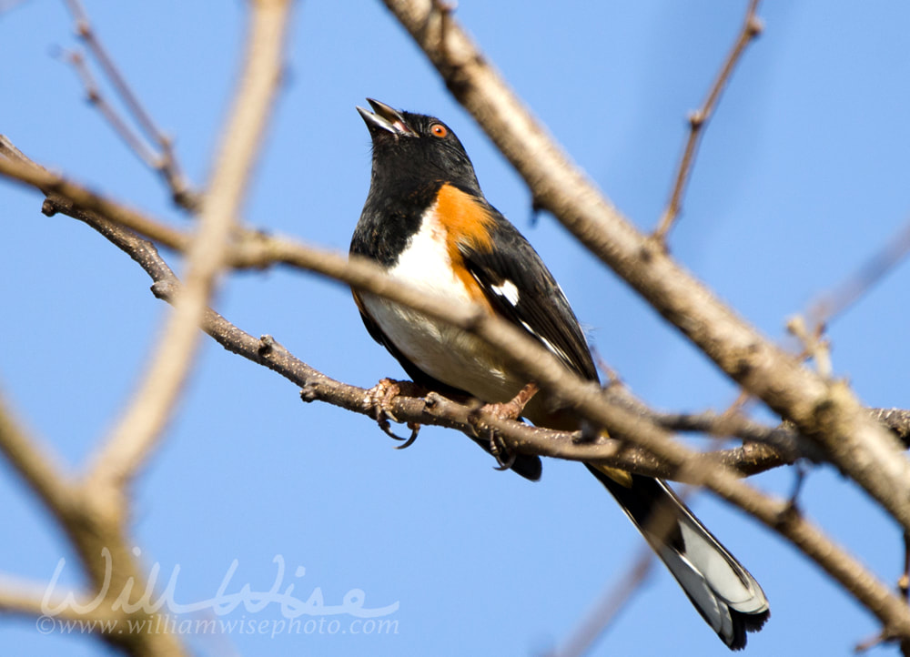 Eastern Towhee Picture