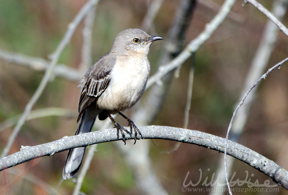 Northern Mockingbird bird on branch, Georgia, USA Picture