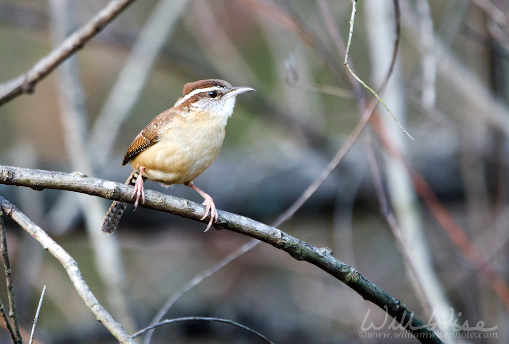 Carolina Wren bird on branch singing, Georgia, USA Picture