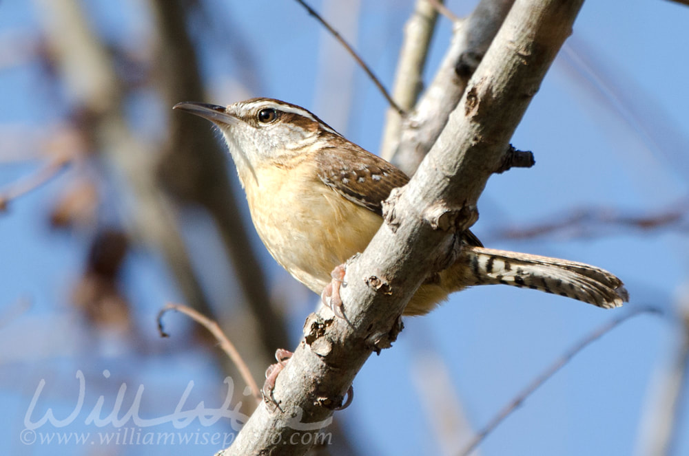 Carolina Wren Picture