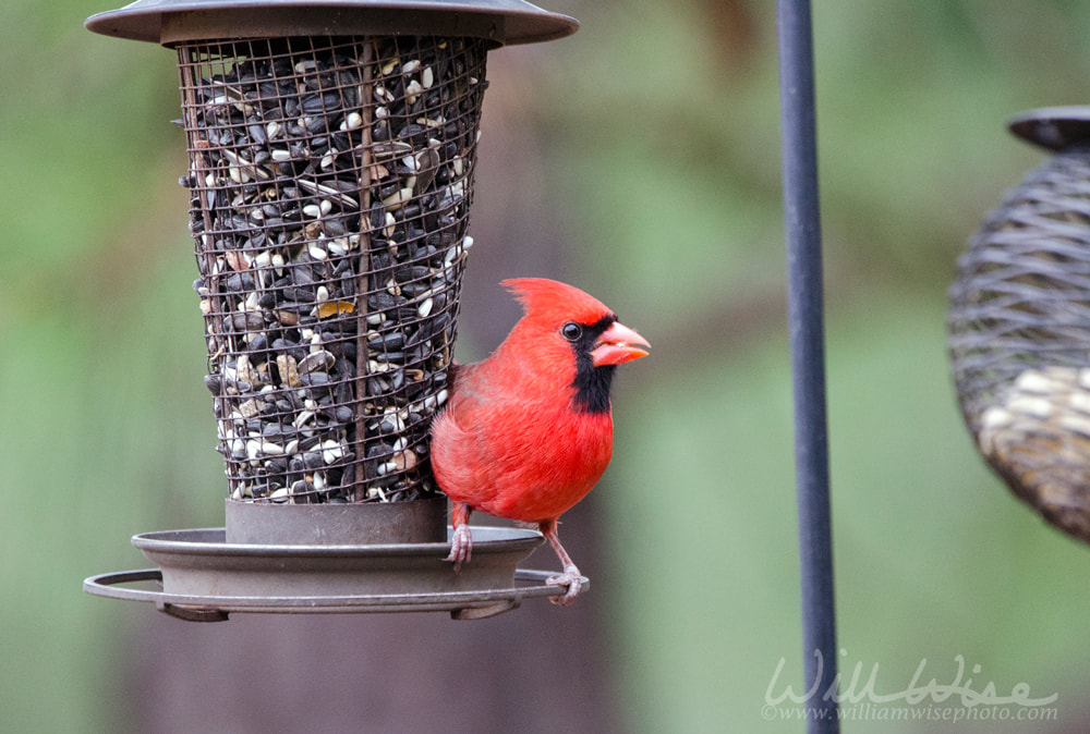 Northern Cardinal bird in winter, Georgia, USA Picture