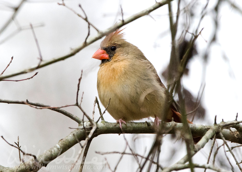 Female Northern Cardinal bird, Georgia, USA Picture