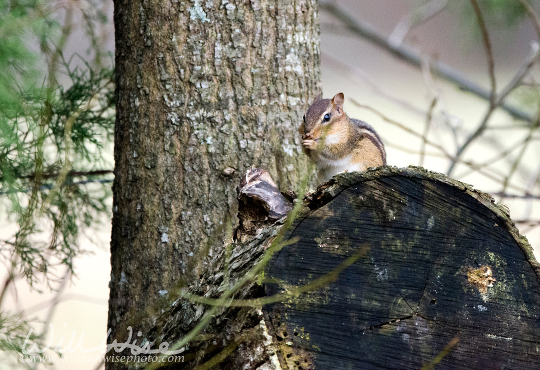 Eastern Chipmunk on firewood log, Georgia, USA Picture