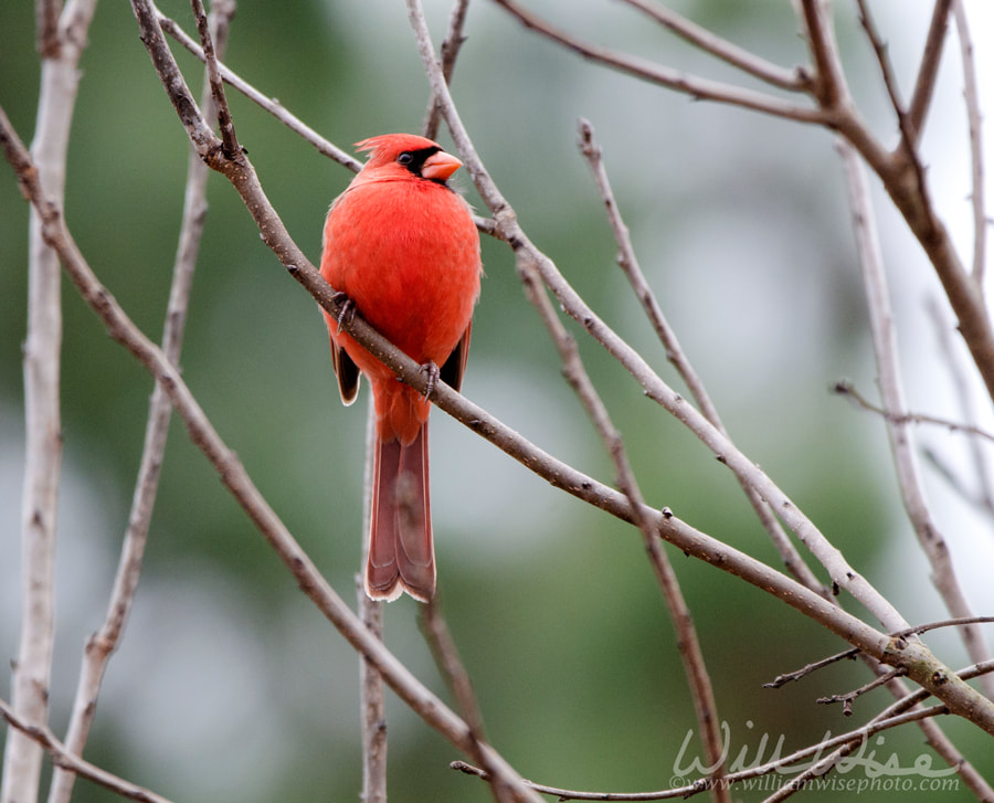 Northern Cardinal bird in winter, Georgia, USA Picture