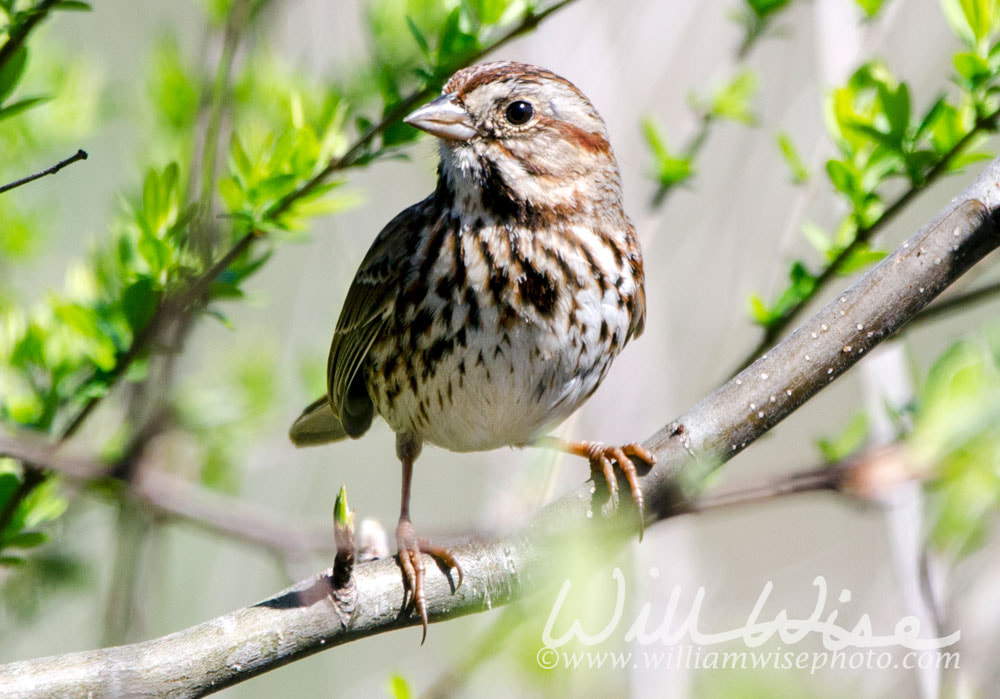 Song Sparrow songbird in budding tree in spring, Georgia USA Picture