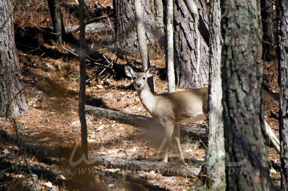 White-tailed Deer doe camo in woods at quota hunt Picture