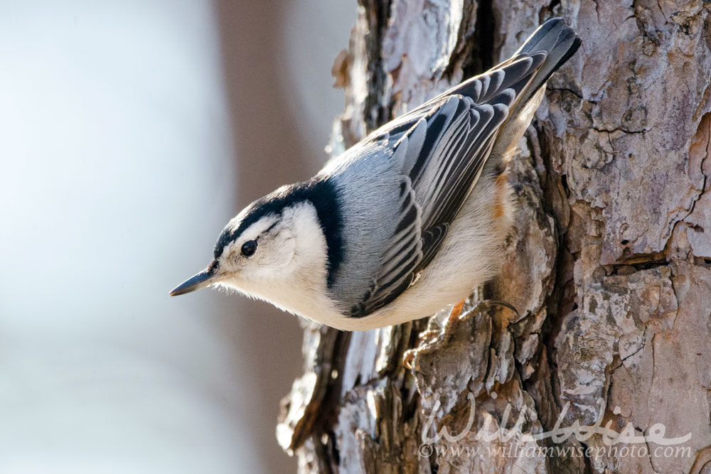 White-breasted Nuthatch Picture
