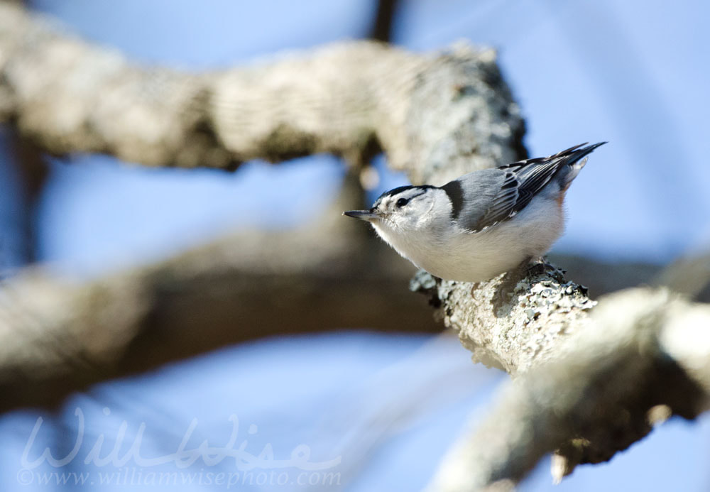 White-breasted nuthatch bird, Sitta carolinensis, Red Top Mountain State Park Picture