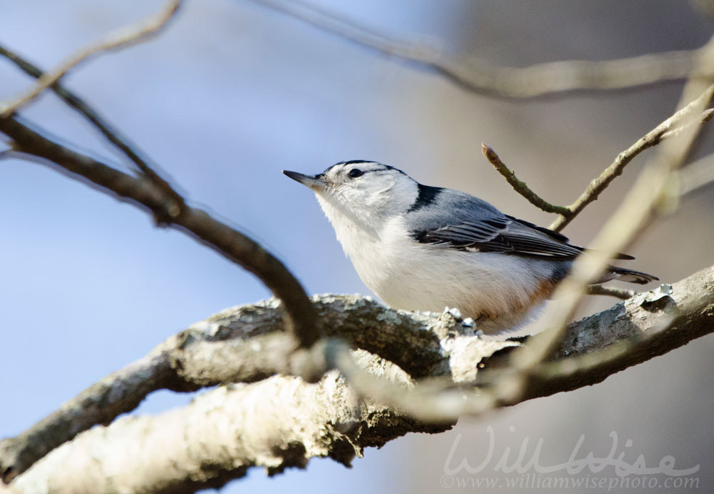 White-breasted nuthatch bird, Sitta carolinensis, Red Top Mountain State Park Picture