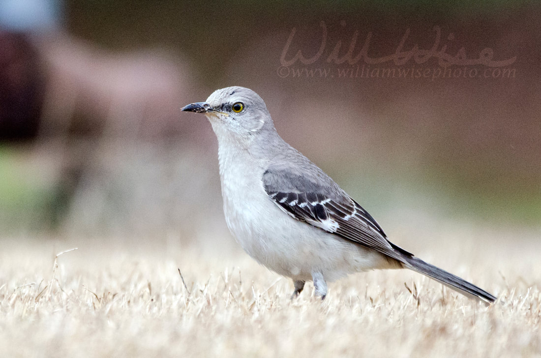 Northern Mockingbird hunting for bugs on Georgia lawn Picture