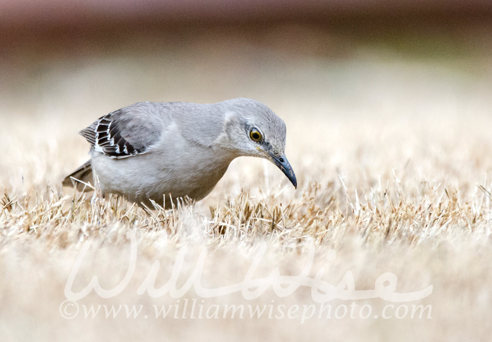 Northern Mockingbird hunting for bugs on Georgia lawn Picture