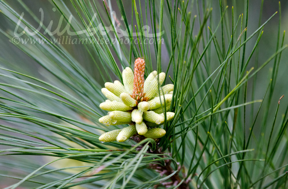 Spring Loblolly Pine Pollen Cones in Georgia, USA Picture