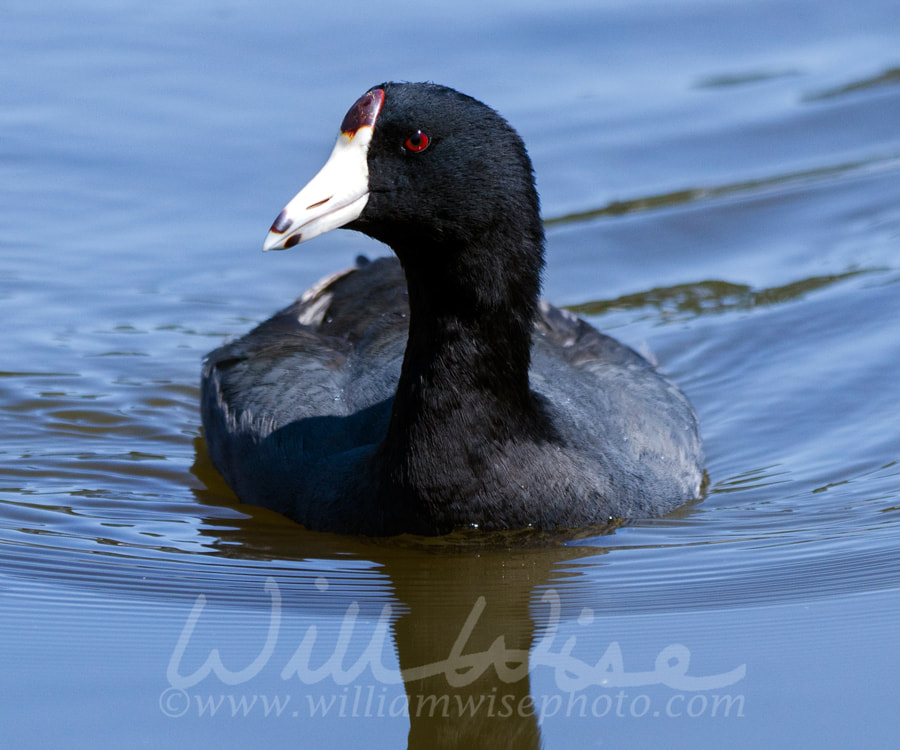 American Coot water bird, Walton County, GA Picture