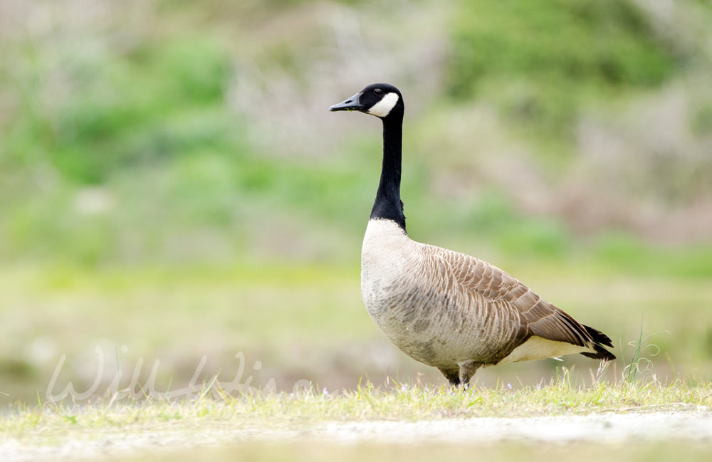 Canada Goose nest season, Walton County, GA Picture