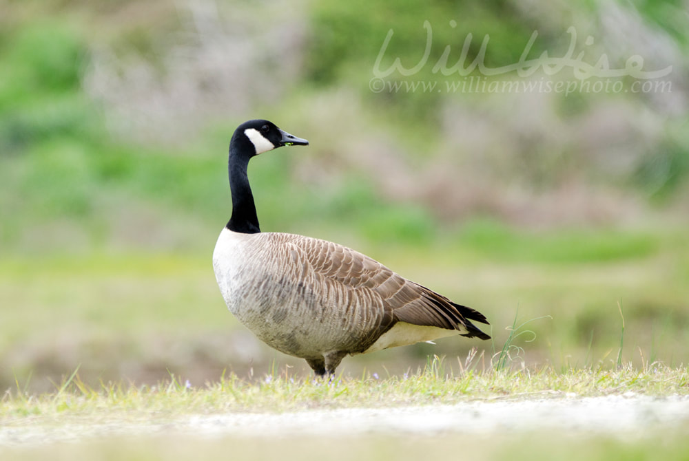 Canada Goose nest season, Walton County, GA Picture