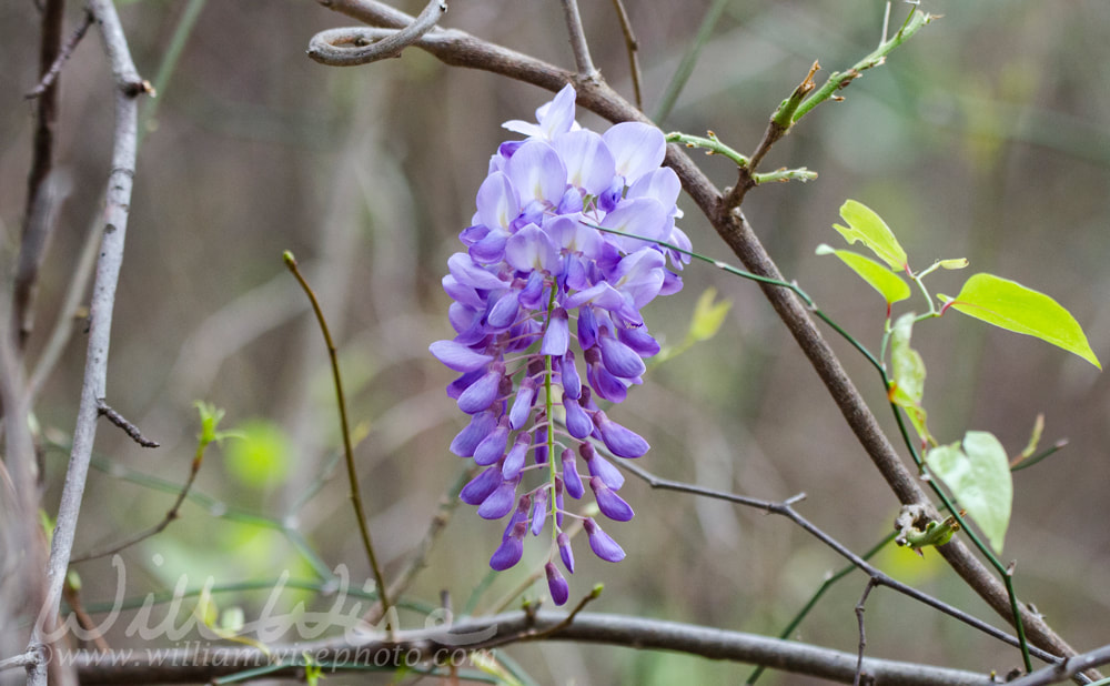 Purlpe Wisteria flower vine, Georgia, USA Picture