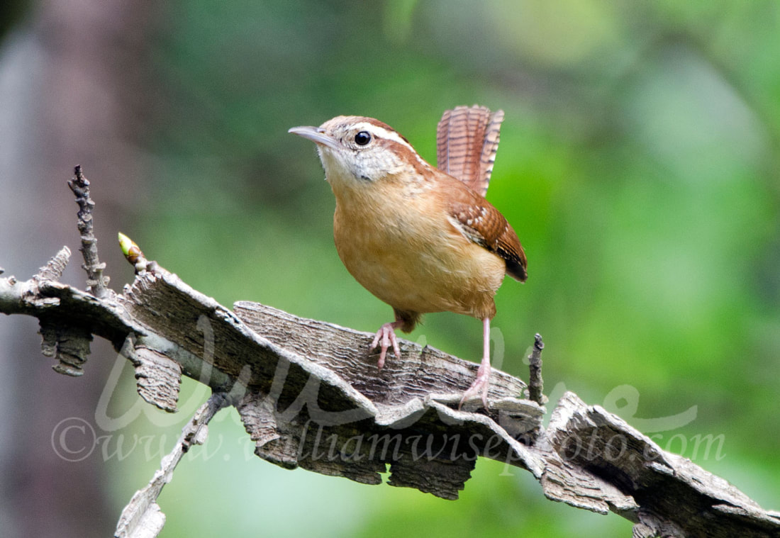 Carolina Wren perched on Sweetgum tree branch, Georgia, USA Picture