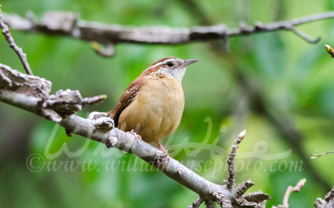 Carolina Wren perched on Sweetgum tree branch, Georgia, USA Picture