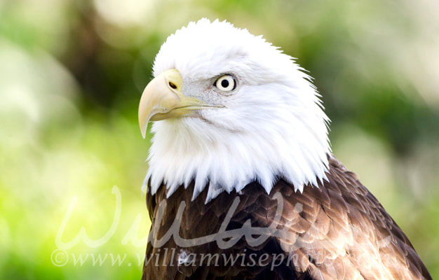 Captive Bald Eagle profile, Bear Hollow Zoo, Athens Georgia USA Picture