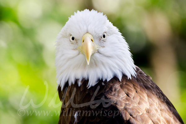 Captive Bald Eagle profile, Bear Hollow Zoo, Athens Georgia USA Picture