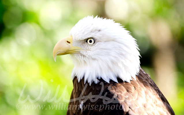 Captive Bald Eagle profile, Bear Hollow Zoo, Athens Georgia USA Picture