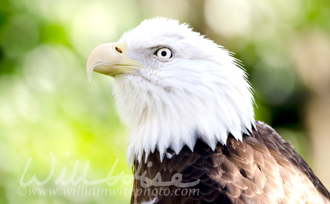 Captive Bald Eagle profile, Bear Hollow Zoo, Athens Georgia USA Picture