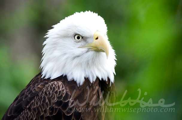 Captive Bald Eagle profile, Bear Hollow Zoo, Athens Georgia USA Picture