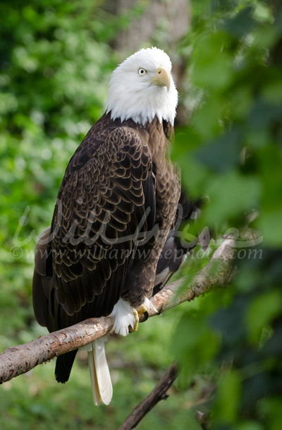 Captive Bald Eagle profile, Bear Hollow Zoo, Athens Georgia USA Picture