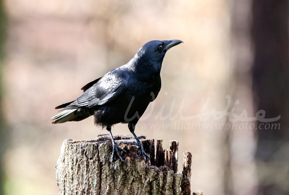 American Crow bird cawing, Athens Georgia USA Picture