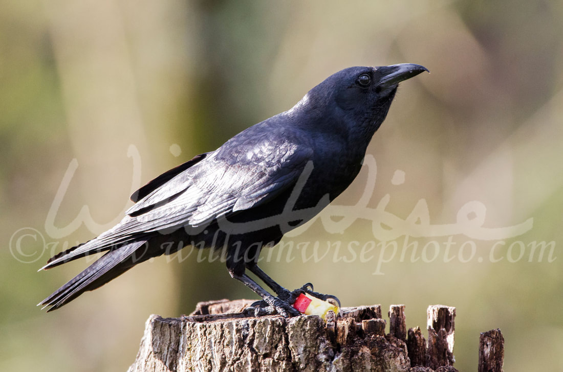 American Crow bird cawing, Athens Georgia USA Picture