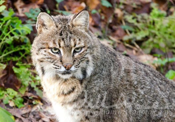 Captive Bobcat, Bear Hollow Zoo, Athens Georgia USA Picture