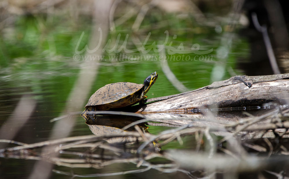Pond Slider Turtle basking on log in pond, Georgia, USA Picture
