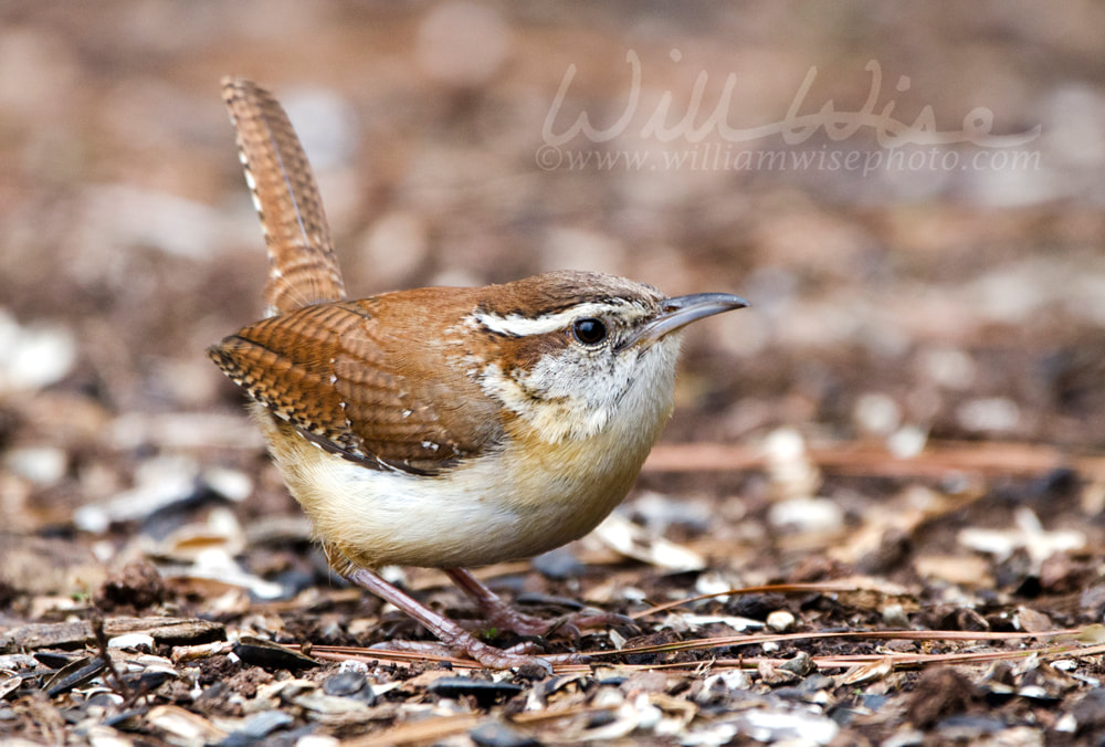 Carolina Wren Picture