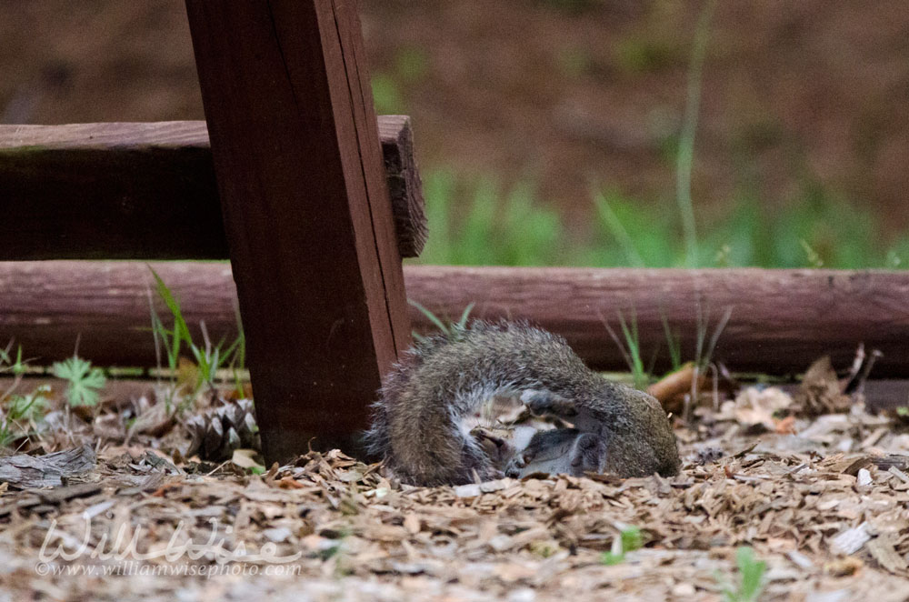 Gray Squirrel Picture