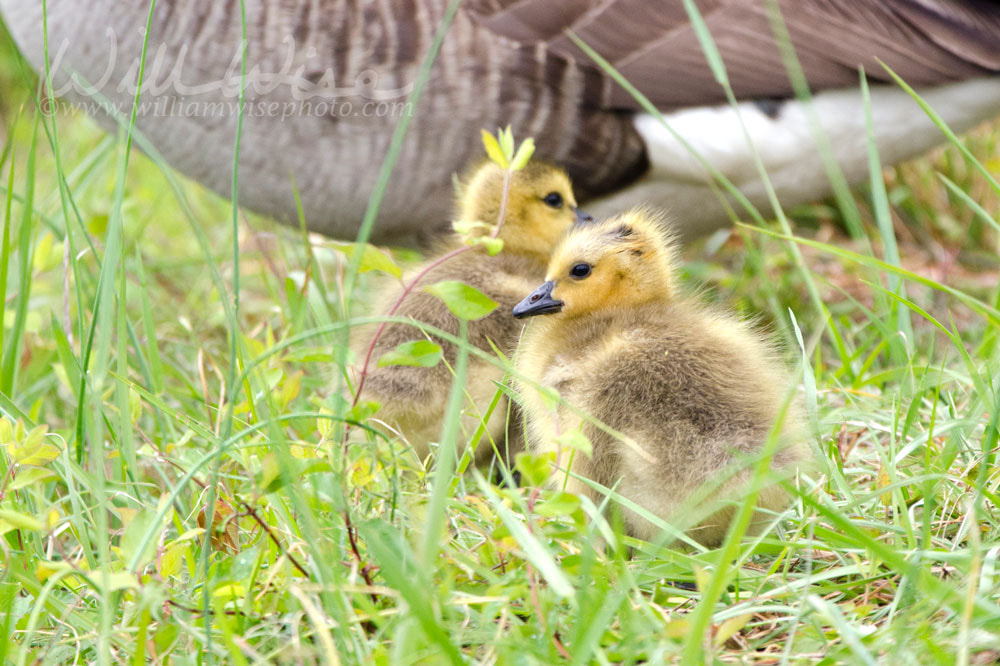 Baby Canada Goose hatchlings, Georgia, USA Picture