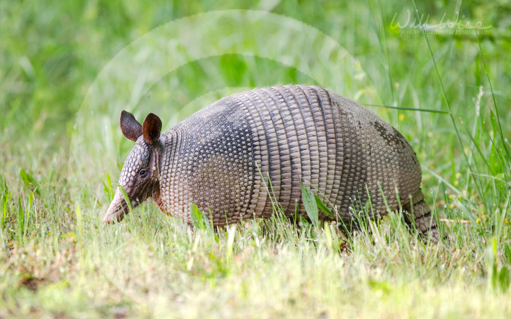 Nine banded armadillo on gravel road, Dasypus novemcinctus, Monroe GA USA Picture