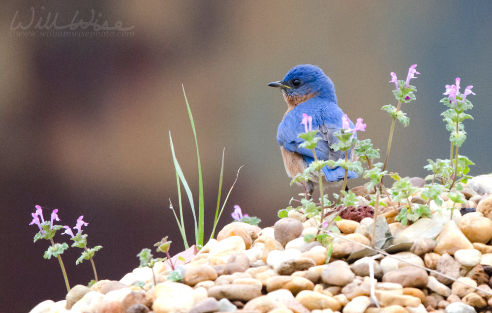 Eastern Bluebird on rock pile, Monroe Georgia USA Picture
