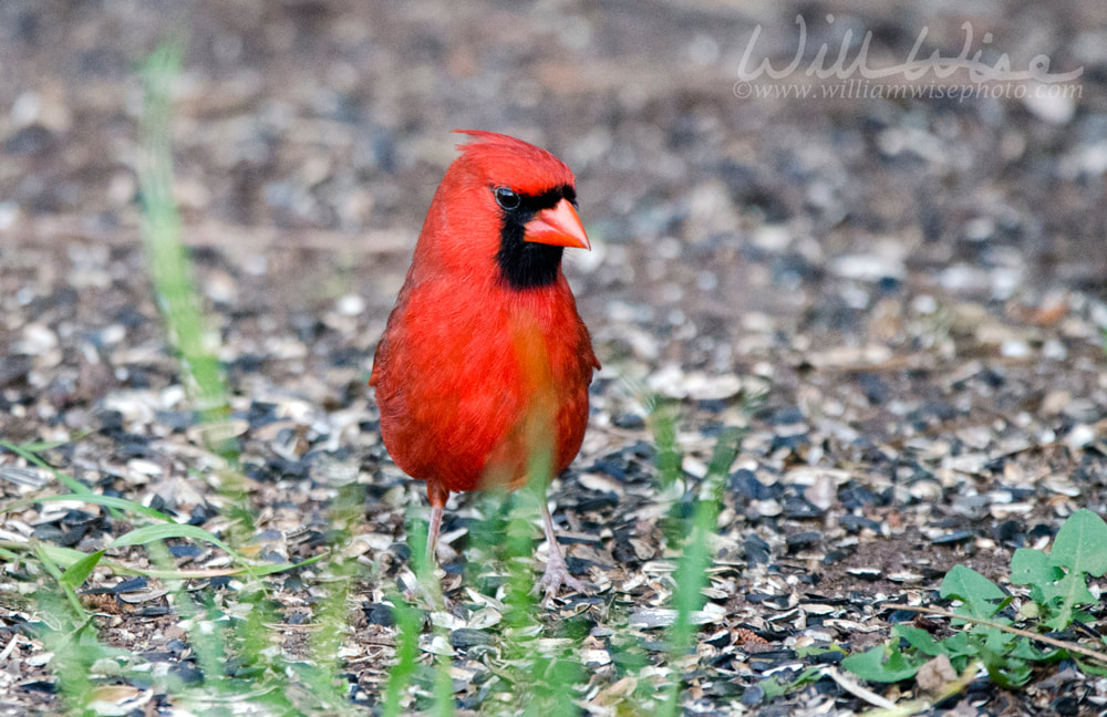 Northern Cardinal and black oil sunflower seed hulls, Athens Georgia USA Picture