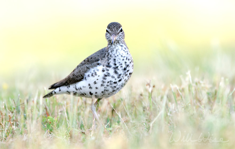 Spotted Sandpiper Birding Picture