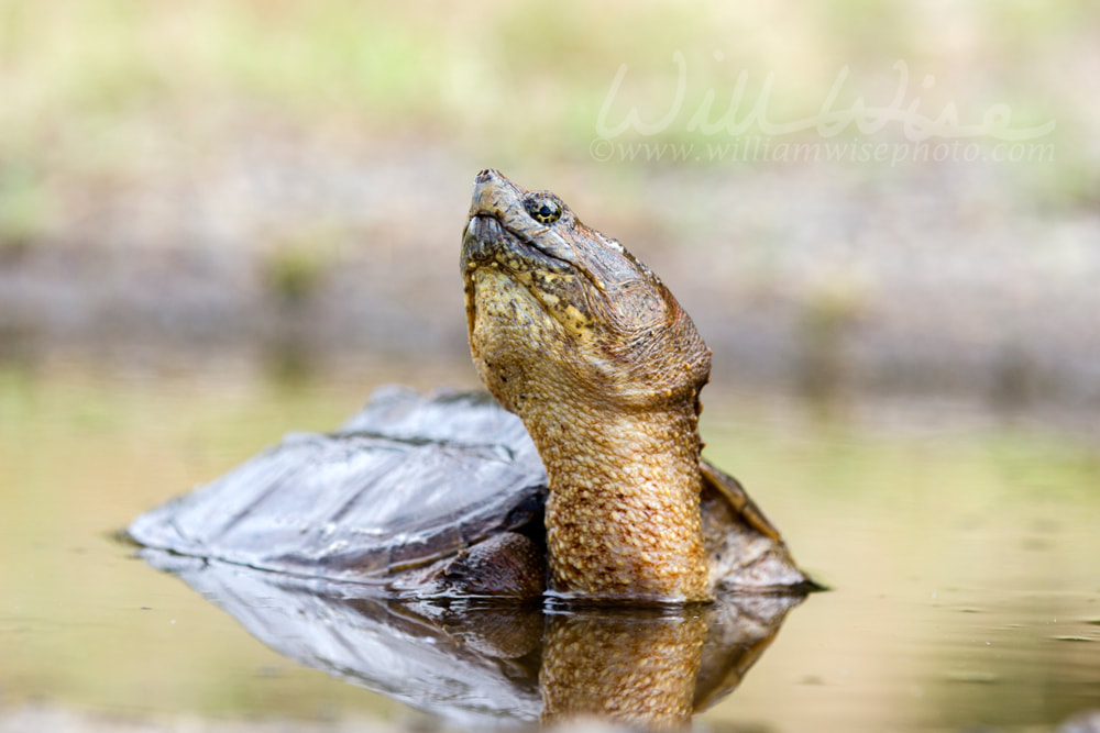 Long neck Snapping Turtle in swamp, Georgia USA Picture