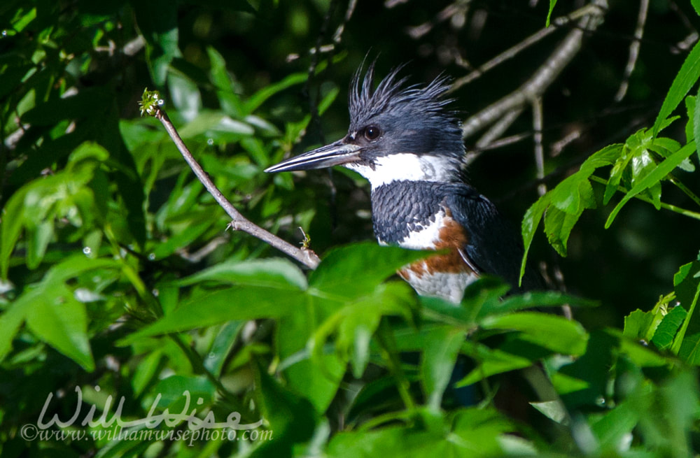 Belted Kingfisher Picture