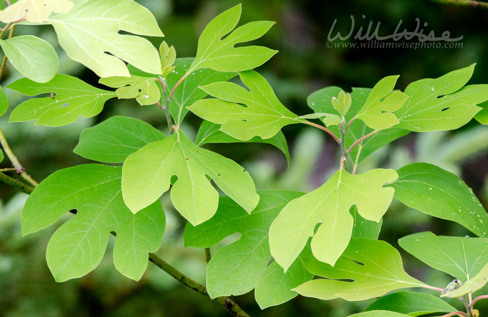 Sassafras leaves, Blue Ridge Mountains Picture