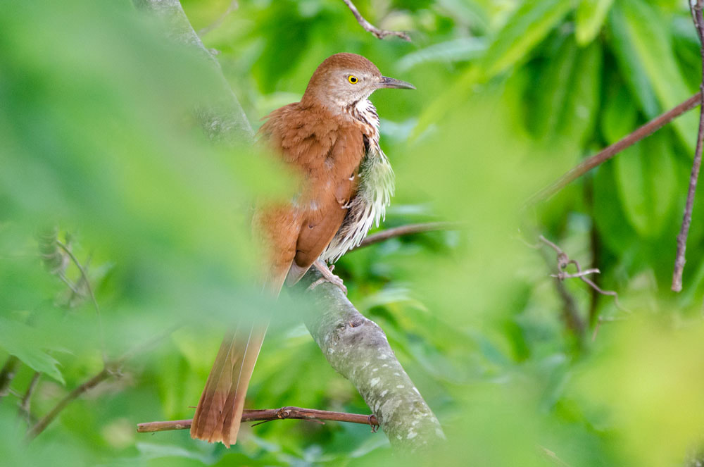 Brown Thrasher bird in Blue Ridge Mountains, North Carolina Picture