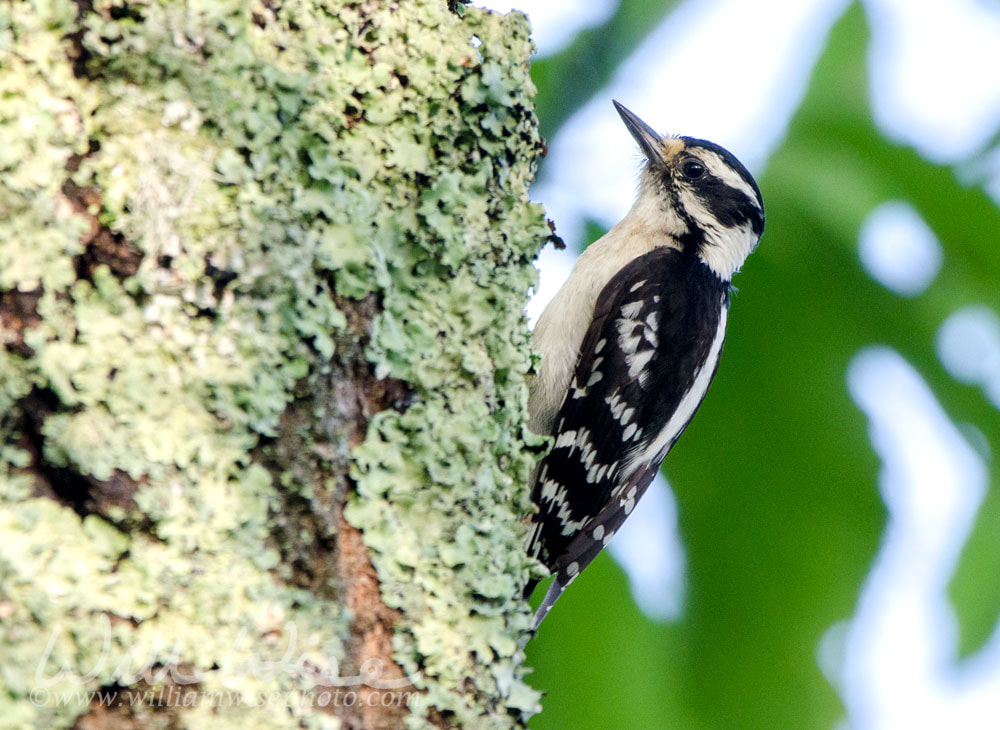 Downy Woodpecker on lichen covered Chestnut Oak, Smoky Mountains Picture