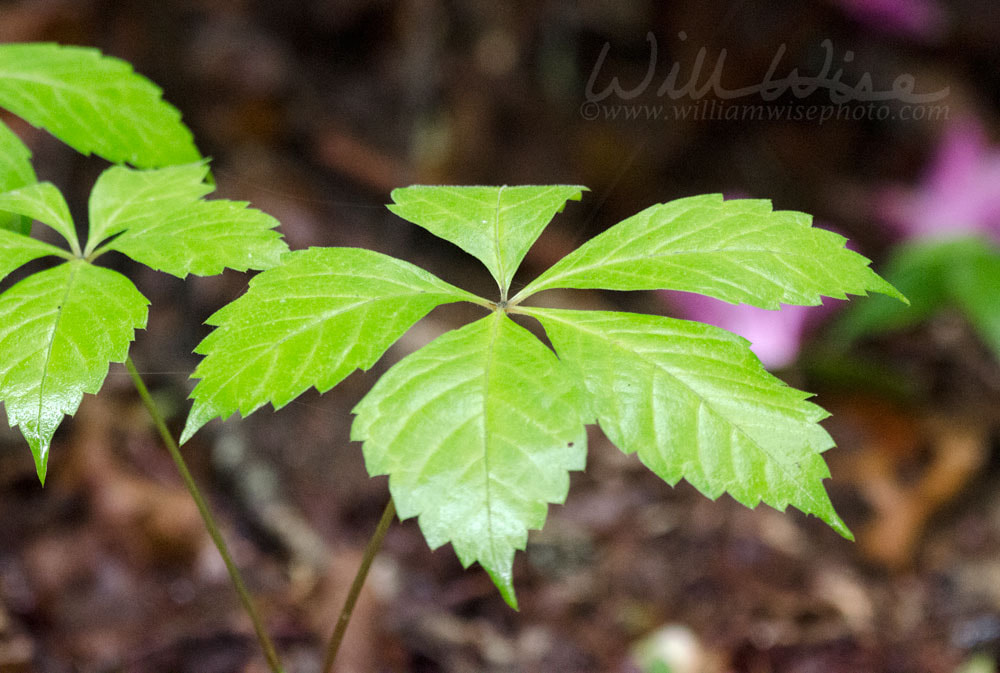 Virginia Creeper five leave vine, Blue Ridge Mountains Picture