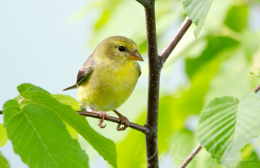 American Goldfinch bird, Blue Ridge Mountains, North Carolina Picture